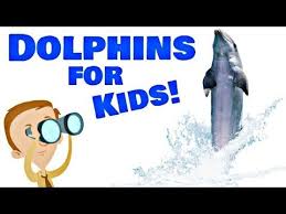 Dolphins Facts For Kids Animal Learning Youtube Videos Homeschool Pop Dolphins For Kids Dolphin Facts For Kids Science Videos For Kids