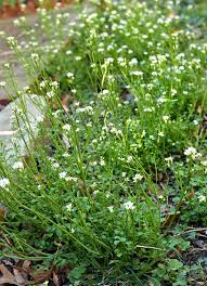 Wild hollyhock, sidalcea virgata, also called cusick's checkermallow, is a native wild flower or weed that is endemic to, and endangered in, the pacific northwest, according. Weed Watch What Are Those Tiny White Flowers Blooming In My Lawn Master Gardeners Of Northern Virginia