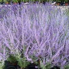Image result for perovskia atriplicifolia 'little spire'