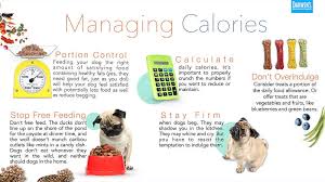 Weight Loss And Dog Food Darwin S Natural Pet Products Darwin S Pet Food
