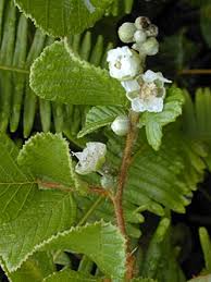 Image result for Rubus ellipticus
