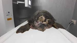 Molti amanti degli animali sono interessati a quanti anni vivono le tartarughe. Golfo Di Salerno Due Pescatori Salvano Una Tartaruga Caretta Caretta La Repubblica