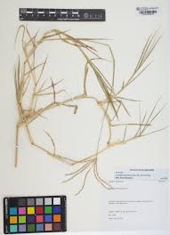 Image result for Cynodon aethiopicus