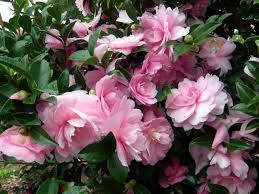 October Magic Pink Perplexion Dwarf Plants Camellia Trees To Plant