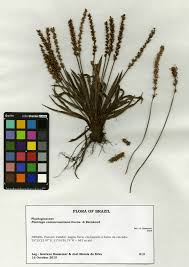 Image result for Plantago palmata