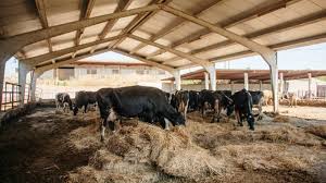 17 martie 2017 agro business niciun comentariu apia, bovine, crescatori de bovine, crescatori de vaci, ferma de vaci, plati apia, subventii acordarea se face prin intermediul agenției pentru plăți și intervenție în agricultură (apia). PlÄƒÈ›i Apia 22 060 De Ferme IncaseazÄƒ SubvenÈ›ii Pe Bovine FÄƒrÄƒ SÄƒ Mai AibÄƒ Niciun Animal
