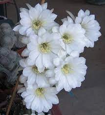 You will receive a very similar plant to the one on the picture. Cactus Echinopsis Ancistrophora Fuzzy Navel Garden Org