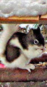Piebald Squirrel Squirrel Funny Cute Squirrel Squirrel Pictures