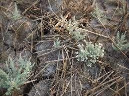 Image result for Cressa cretica