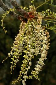 Image result for Burkea africana