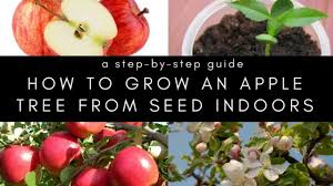 Can crabapple tree sprout fuji apples? How To Grow An Apple Tree From Seed And Grafting Home Gardeners
