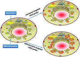 Its function is to keep these dangerous enzymes in a compartment. Mitochondria And Lysosome Targetable Fluorescent Probes For Hocl Recent Advances And Perspectives Journal Of Materials Chemistry B Rsc Publishing