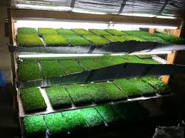 Pin On Aquaponic System