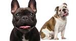 Bulldog Dog Breed Information - American Kennel Club