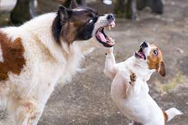 What To Do If A Dog Bites Your Dog Daily Paws