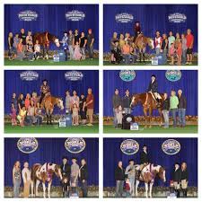 Check spelling or type a new query. Limelite Show Horses Facebook