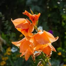 Image result for Gladiolus dalenii