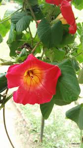 Image result for Stictocardia