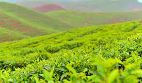 Tea was originally a chinese export first traded by the east india company in 1685 from canton (up river from macao) and the trade was in 1750 a more valuable revenue stream than all of india. Cyato Tea Plantation Factory Ltd Linkedin