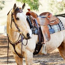 Stitching is very important when it comes to a saddle. Western Saddle Pads 101