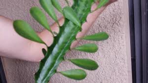 Never eat any plant with. Euphorbia Trigona African Milk Tree Exotic And Sometimes Dangerous
