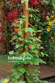 Image result for Phaseolus coccineus