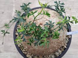 Image result for Kedrostis africana