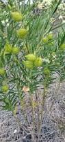 Image result for Gomphocarpus fruticosus