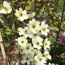 Check out evergreen clematis on ebay. Clematis X Cartmanii Joe Clematis Joe Uploaded By Alibongo
