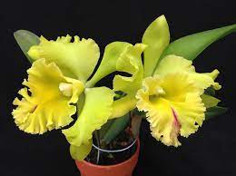 Rhyncholaeliocattleya Kat Green Power Big Triple G Ports Of Paradise X Golden Square Z 21402 Rhyncholaeliocattleya Laeliocattleya Cattleya Green Fragra Cattleya Orchid Beautiful Orchids Fragrant Flowers
