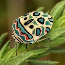 Top 10 Most Beautiful Insects In The World Bugs And Insects Insect Collection Cool Insects