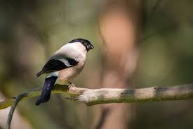15 Oiseaux A Voir Au Jardin Durant L Hiver En 2020 Oiseaux Oiseaux Des Jardins Jardins