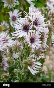 Image result for Berkheya spekeana