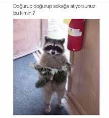 Mariye Perde Adli Kullanicinin Degisik Panosundaki Pin Komik Hayvan Komik Hayvan Fotograflari Sevimli Hayvan Yavrulari