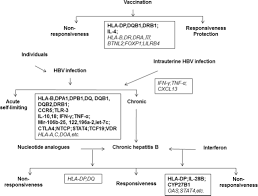 frontiers host genetic determinants of hepatitis b virus