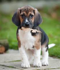 Image result for Harrier dog