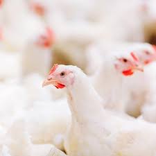 Symptoms in birds differ according to the species but can include diarrhoea, breathing difficulties, swollen head and death. Bird Flue Or Avian Influenza History Transmission Symptoms Control