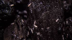 All About Springtails Care Culturing Seeding Amp More Youtube Springtails Seeds Green Carpet Challenge