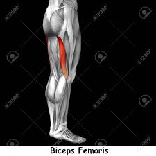 Muscles chart description muscular body man stock vector. Conceptual 3d Human Back Upper Leg Muscle Anatomy Isolated On Stock Photo Picture And Royalty Free Image Image 81920769