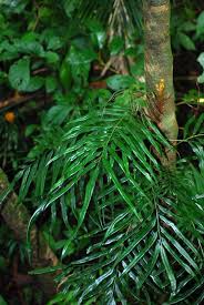 Image result for Lomariopsis warneckei