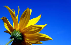 Hd Wallpaper Sky Yellow Flower Summer Blue Sky Yellow Flower Optimistic Wallpaper Flare