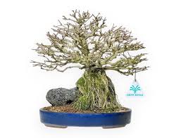 Image result for Premna hans-joachimii