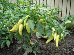 Sweet banana for pickling or fresh eating. First Canning Sweet And Hot Banana Peppers Grow Appalachia