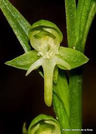 Image result for Habenaria epipactidea