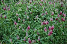 Image result for Trifolium tembense