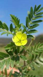 Image result for Tribulus terrestris