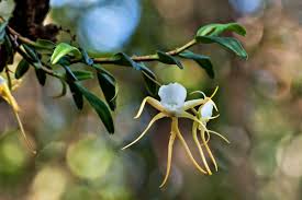 Image result for Angraecum chamaeanthus