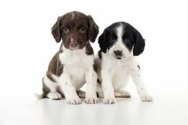 Two males and three females to choose from. Dog Springer Spaniel Puppies Sitting Together Print 8696189