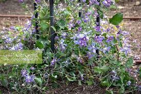 Some of the smaller flowered varieties are: Clematis Arabella Stock Photo By Jonathan Buckley Image 1362548