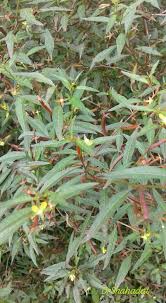 Image result for Chassalia umbraticola